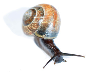 The live snail on white background