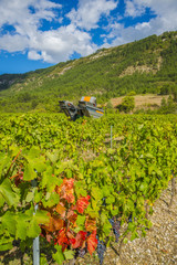 vignoble avec machine à vendanger