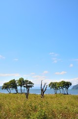 Obraz premium 琵琶湖畔