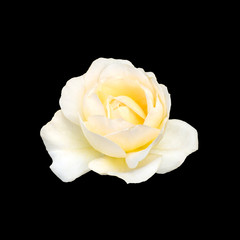  beautiful  yellow rose