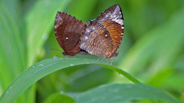 Beautiful natural stock footage of butterflies making love on green leaf, green background, Elymnias Hypermenstra, commonly called as Common Palmfly butterflies, video, Kolkata, India