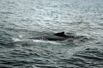 Fototapeta premium Buckelwal