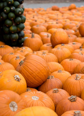 Kürbisse auf Haufen