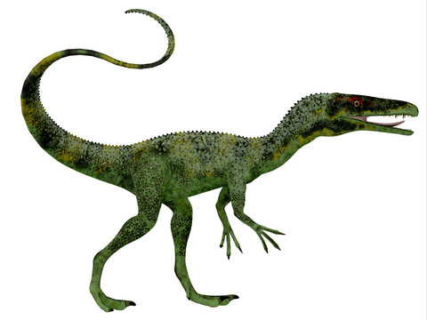 Juravenator Dinosaur Profile - Juravenator was a small carnivorous dinosaur that lived in Germany during the Jurassic Period.