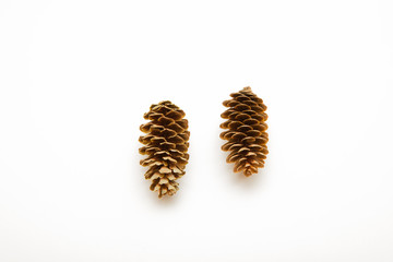 two cone spruce isolated on white