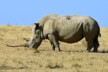 Obraz premium Black Rhinoceros