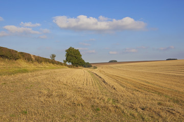 Fototapeta na wymiar yorkshire wolds harvested wheat field