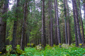 green coniferous forest in the mountain © marcociannarel