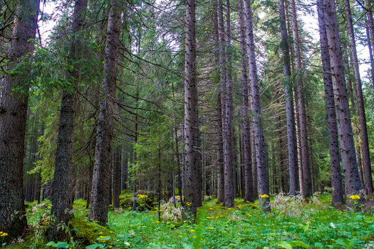 Fototapeta green coniferous forest in the mountain