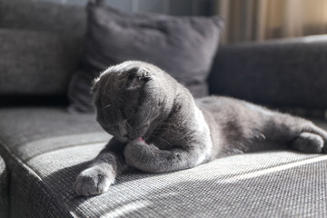 Kater putzt sich sauber