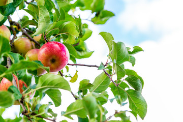 Reife Äpfel am Baum