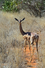 African gazelle gerenuk