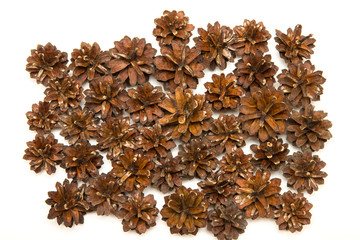 group cone pine isolated on white