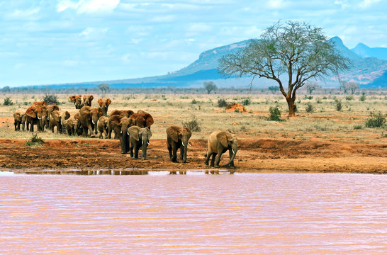 Fototapeta Elephants Tsavo East