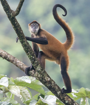 "Comfortable Climbing"   A Spider Monkey watches the camera closely while looking for food to eat.  Photographed in the wild Jungle in Costa Rica.
