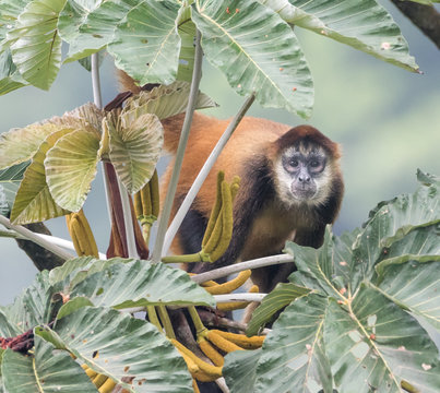 "Here's Looking at You, Kid"   A Spider Monkey watches the camera closely while eating.  Photographed in the wild Jungle in Costa Rica.