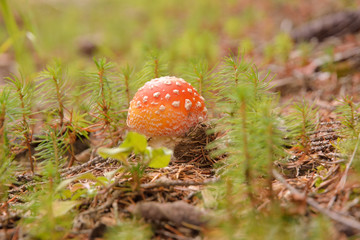 Amanita muscaria mushroom