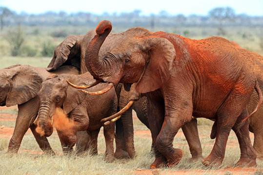 Fototapeta Elephants Tsavo East