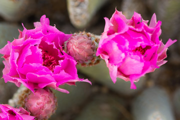 Close-up of buds and flowers on a Beavertail Cactus in Joshua Tree National Park in California