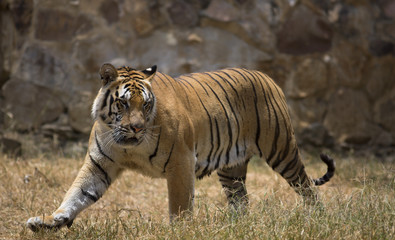 Portrait of male tiger in different actiond