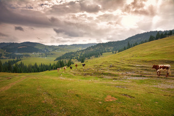 Transylvanian mountain landscape
