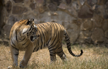 Portrait of male tiger in different actiond