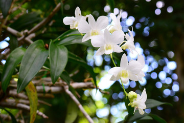 Beautiful white orchid flowers
