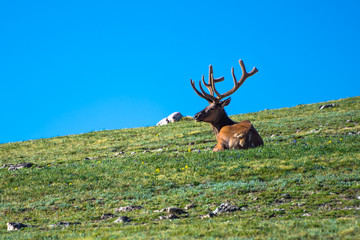 Elk Laying on the Tundra