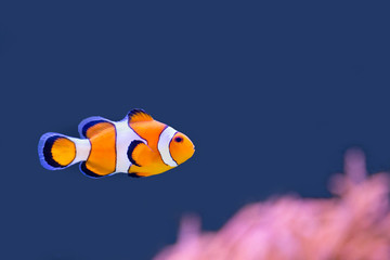 Clown fish swimming in blue water with pink anemone - obrazy, fototapety, plakaty