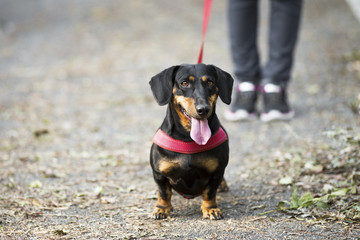  beautiful dog with leather leash