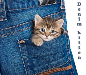 Small kitten sitting in a pocket of blue jeans. Isolated. A series of photos.