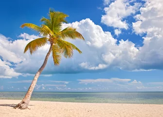 Crédence de cuisine en verre imprimé Été Palm trees on a beautiful sunny summer afternoon in Miami Beach Florida with ocean and blue sky in the background