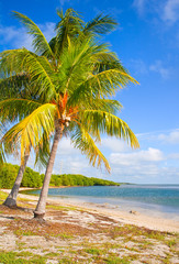 Palm trees on the Beach in FLorida Keys near Miami with blue sky and ocean water in the background. Famous travel destination - 92463745