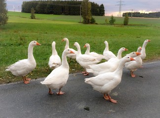 Gänse auf der Flucht vor Weihnachten