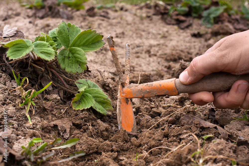 Wall mural hand weeding of strawberries