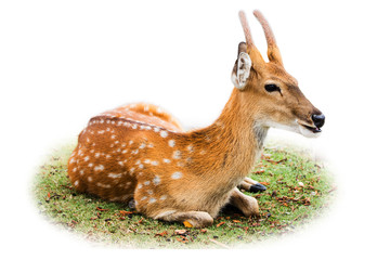 Deer isolated on white background.