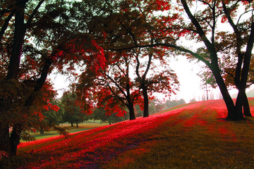red tree in the autumn park