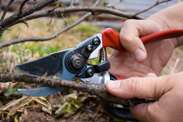 hand with garden pruner