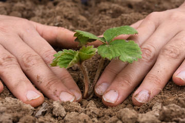 hands planting strawberry