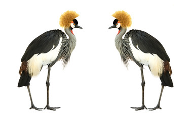 Grey Crowned Crane isolated on white background.