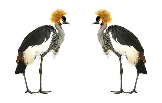 Fototapeta Grey Crowned Crane isolated on white background.