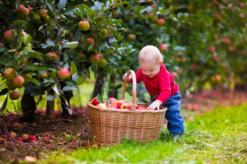 Fototapeta premium Cute baby boy picking fresh apples from tree