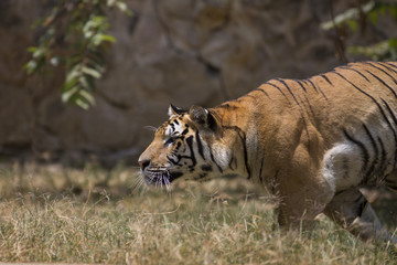 Fototapeta premium Portrait of active tiger in different actiond