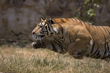 Portrait of active tiger in different actiond