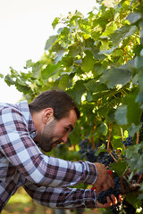 Naklejka na ściany i meble Young winemaker harvesting grapes