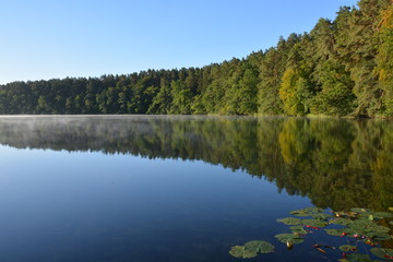 Fototapeta na wymiar Waldsee am Morgen