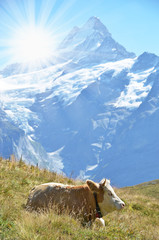 Cows in Alpine meadow. Jungfrau region, Switzerland