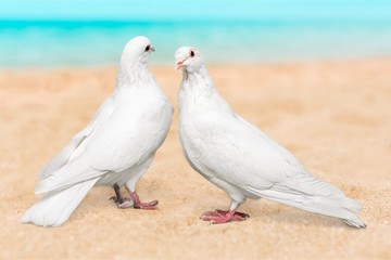 Pigeons.