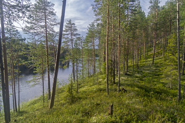 Obraz premium Pine trees on a high bank of forest lake.