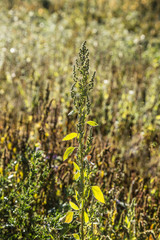 beautiful wild  blooming flower
